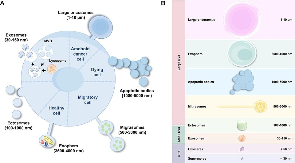 extracellular vesicles