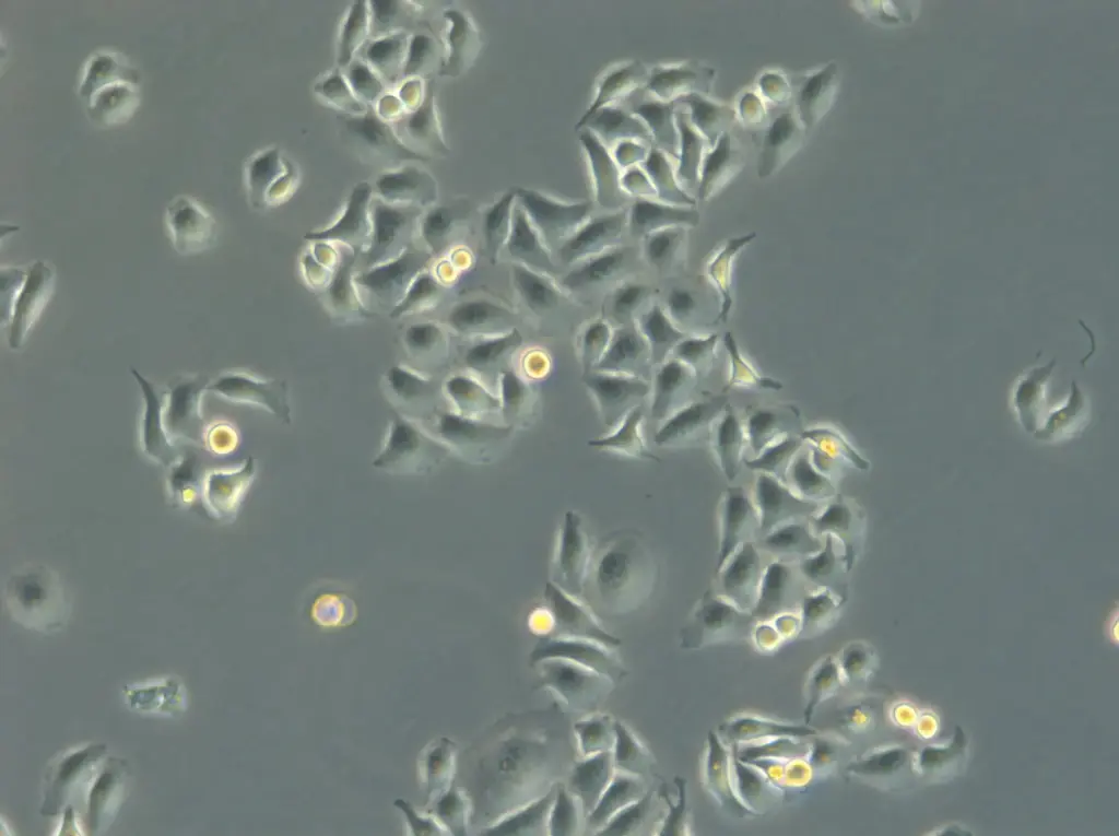 [GEN300919-MA] HK EGFP-LaminB1/H2B-mCherry Cells