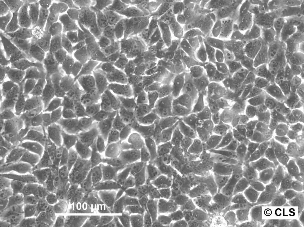 [GEN300675-MA] HK EGFP-Cap-D2 Cells