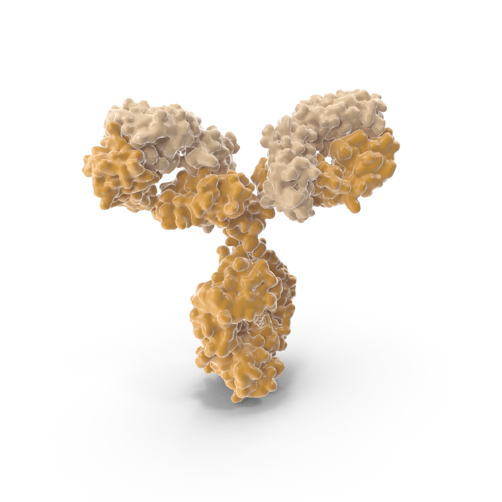 [0544-MBS601315-5x 0.1 mL] HLA Class 1 Antigen A11